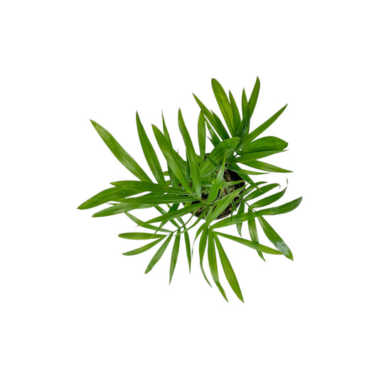 Chamaedorea 6cm Elegans - Green Plant The Horti House