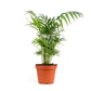 Chamaedorea 19cm Elegans - Green Plant The Horti House