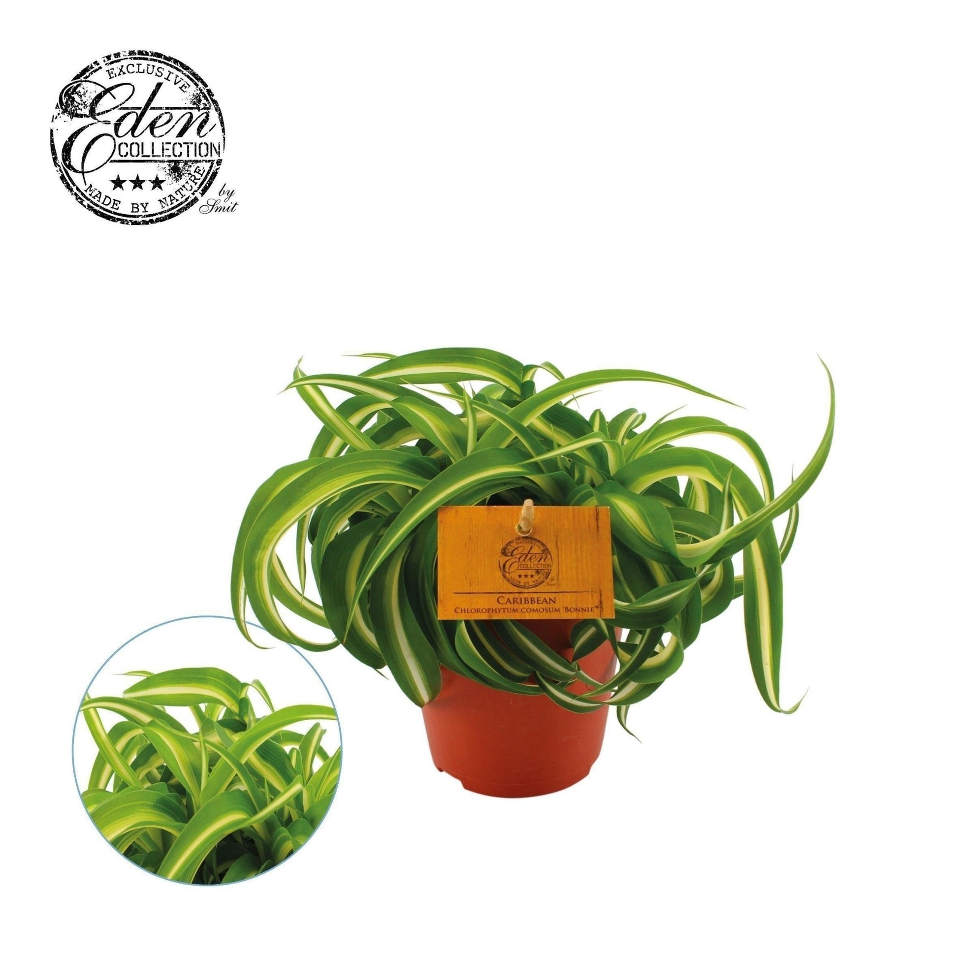 Chlorophytum 12cm Comosum Bonnie - Green Plant The Horti House