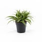 Chlorophytum 12cm Ocean - Green Plant The Horti House