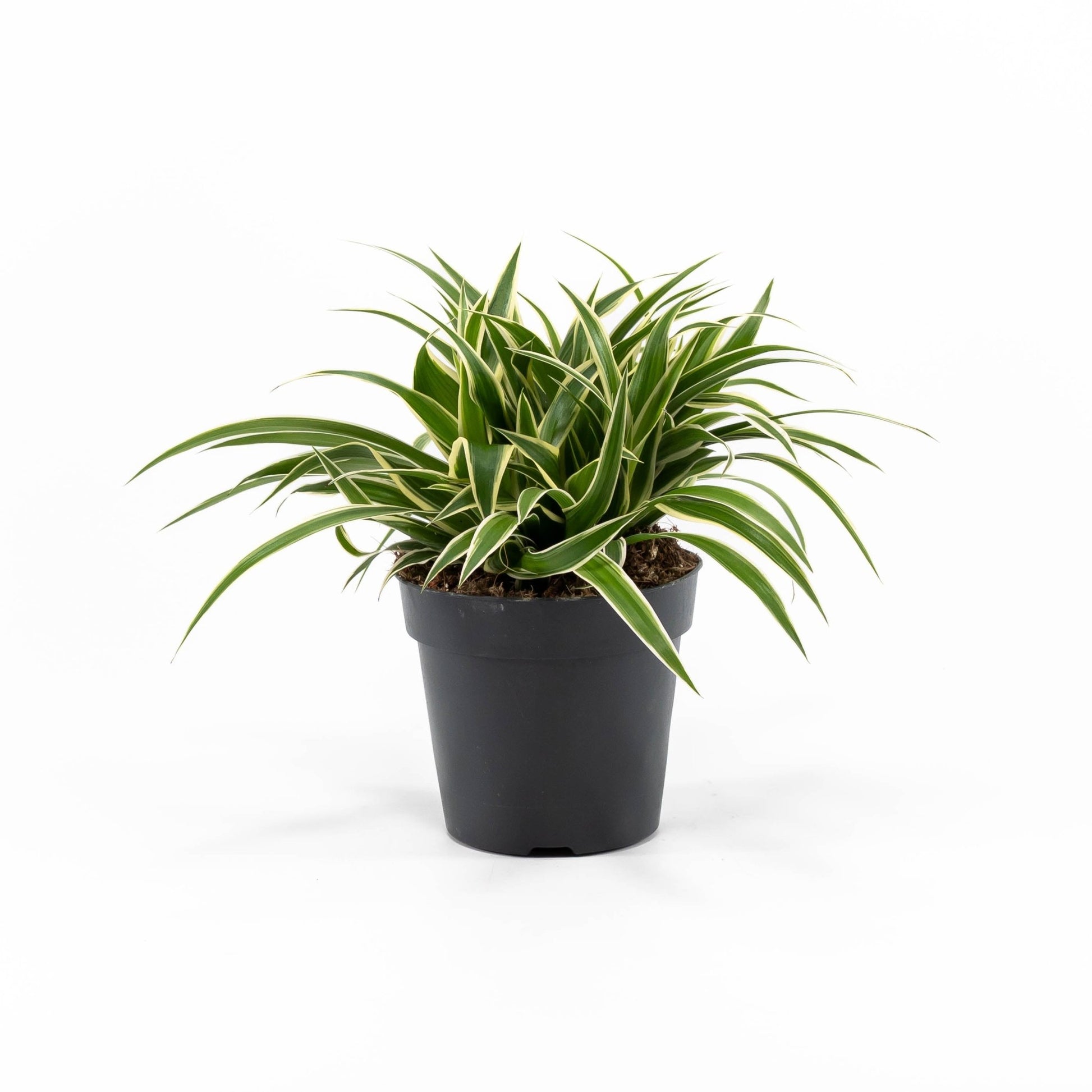 Chlorophytum 12cm Ocean - Green Plant The Horti House