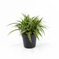 Chlorophytum 12cm Ocean - Green Plant The Horti House