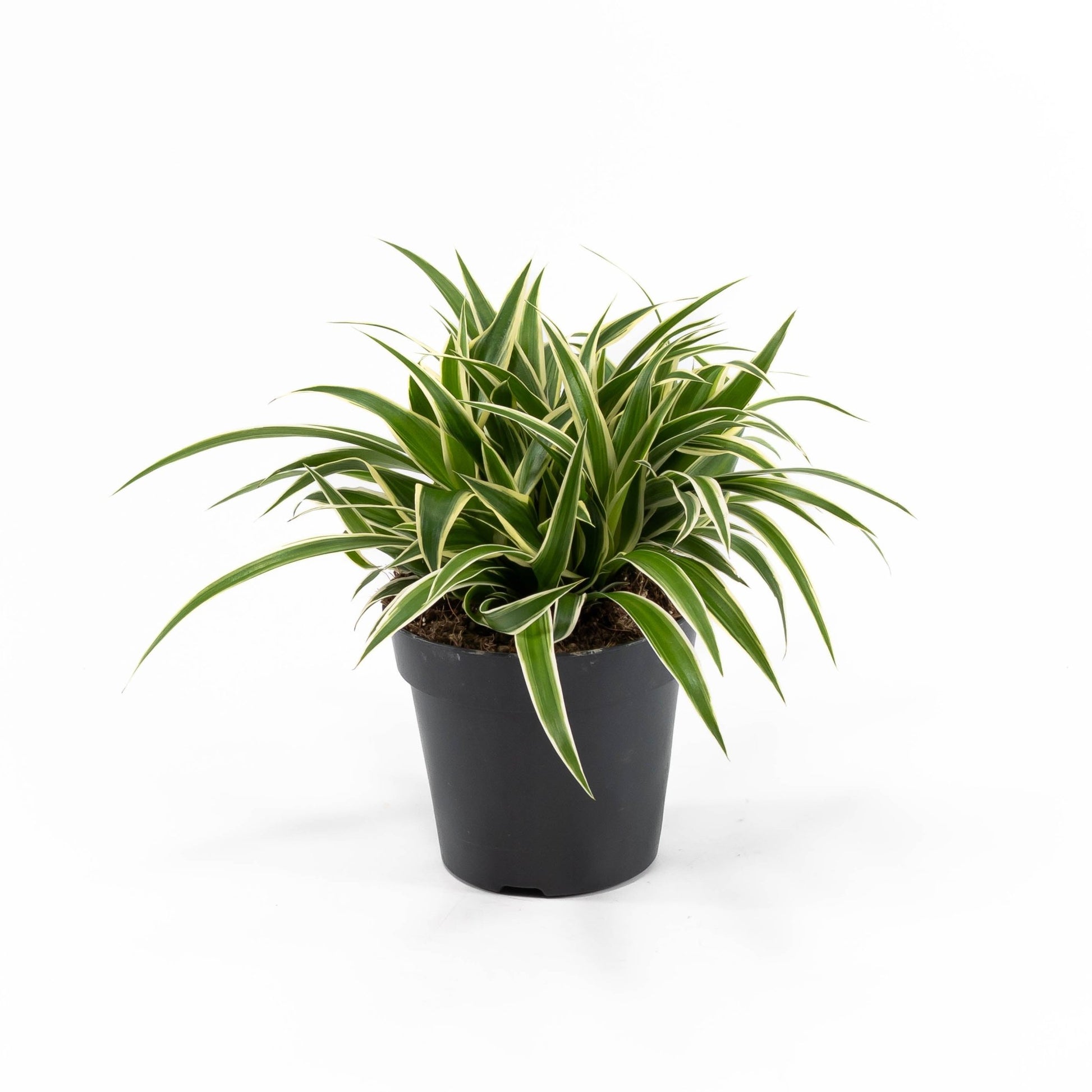Chlorophytum 12cm Ocean - Green Plant The Horti House