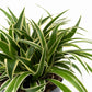 Chlorophytum 12cm Ocean - Green Plant The Horti House