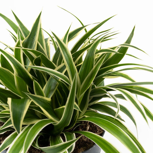 Chlorophytum 12cm Ocean - Green Plant The Horti House