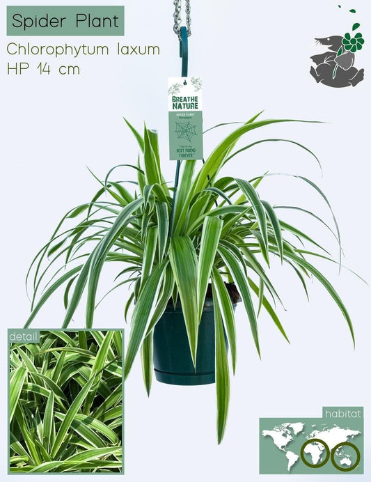 Chlorophytum 14cm Comosum White - Hanging The Horti House