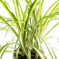 Chlorophytum 14cm Vitatum - Hanging The Horti House