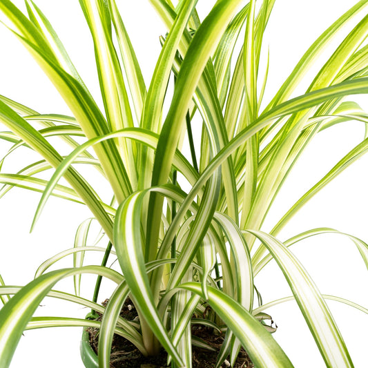 Chlorophytum 14cm Vitatum - Hanging The Horti House
