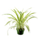 Chlorophytum 14cm Vitatum - Hanging The Horti House