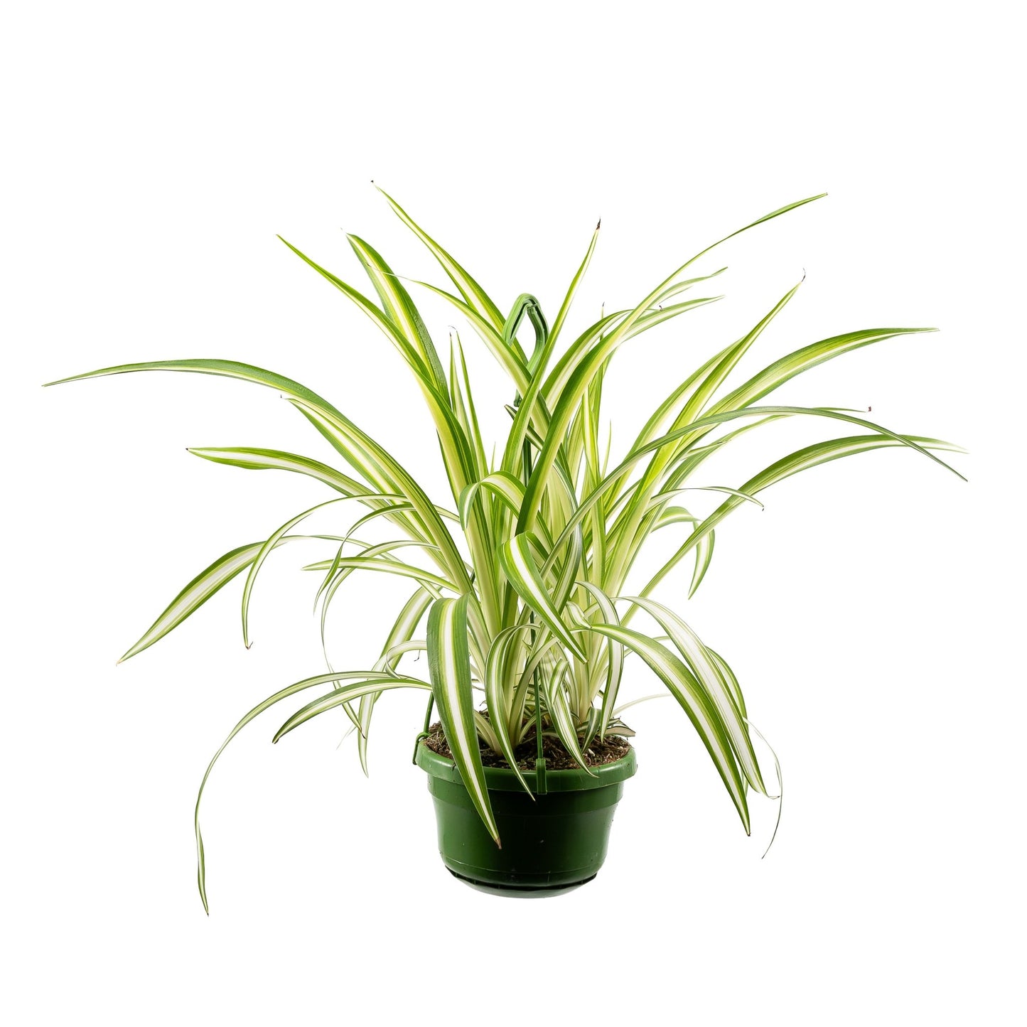 Chlorophytum 14cm Vitatum - Hanging The Horti House