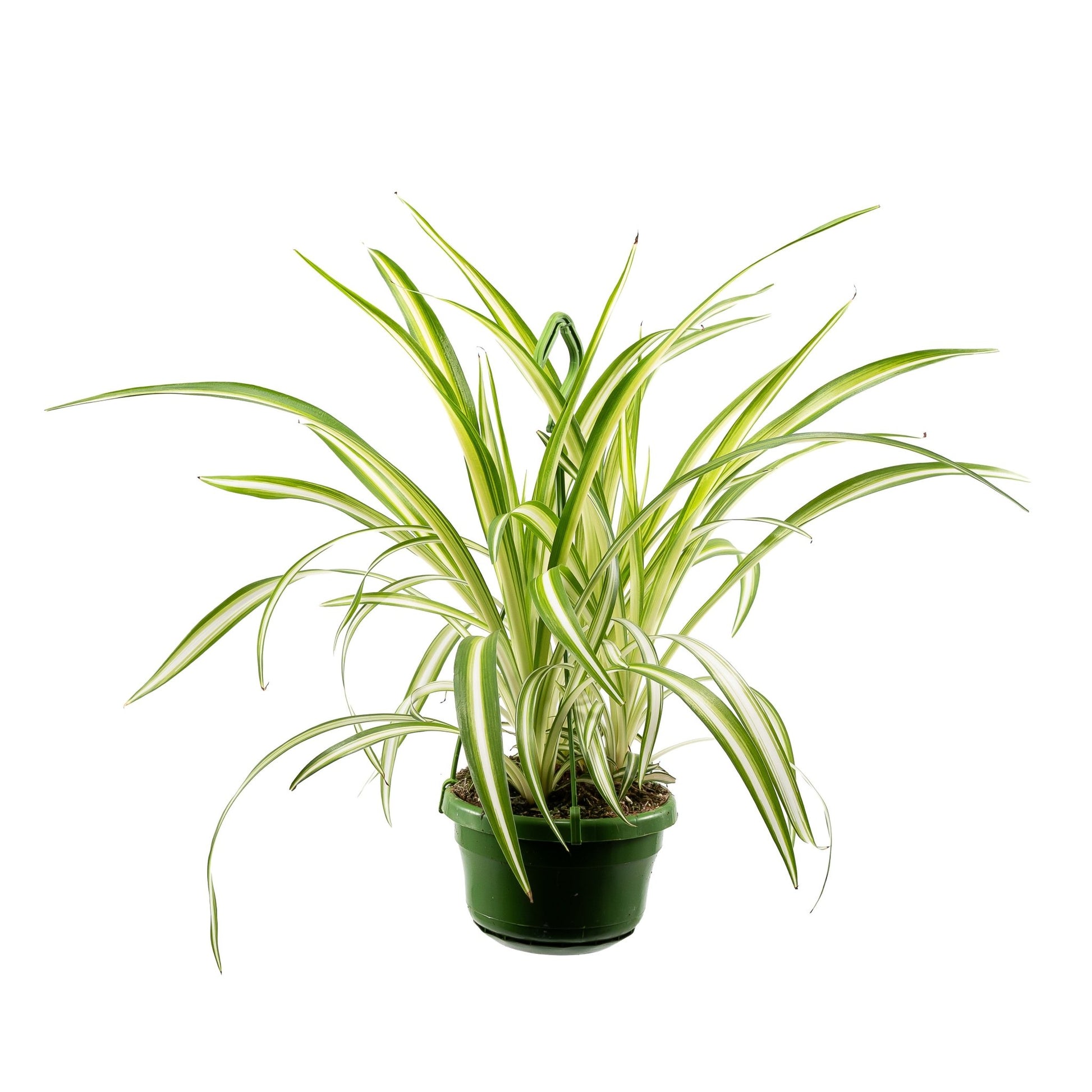 Chlorophytum 14cm Vitatum - Hanging The Horti House