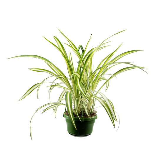 Chlorophytum 14cm Vitatum - Hanging The Horti House