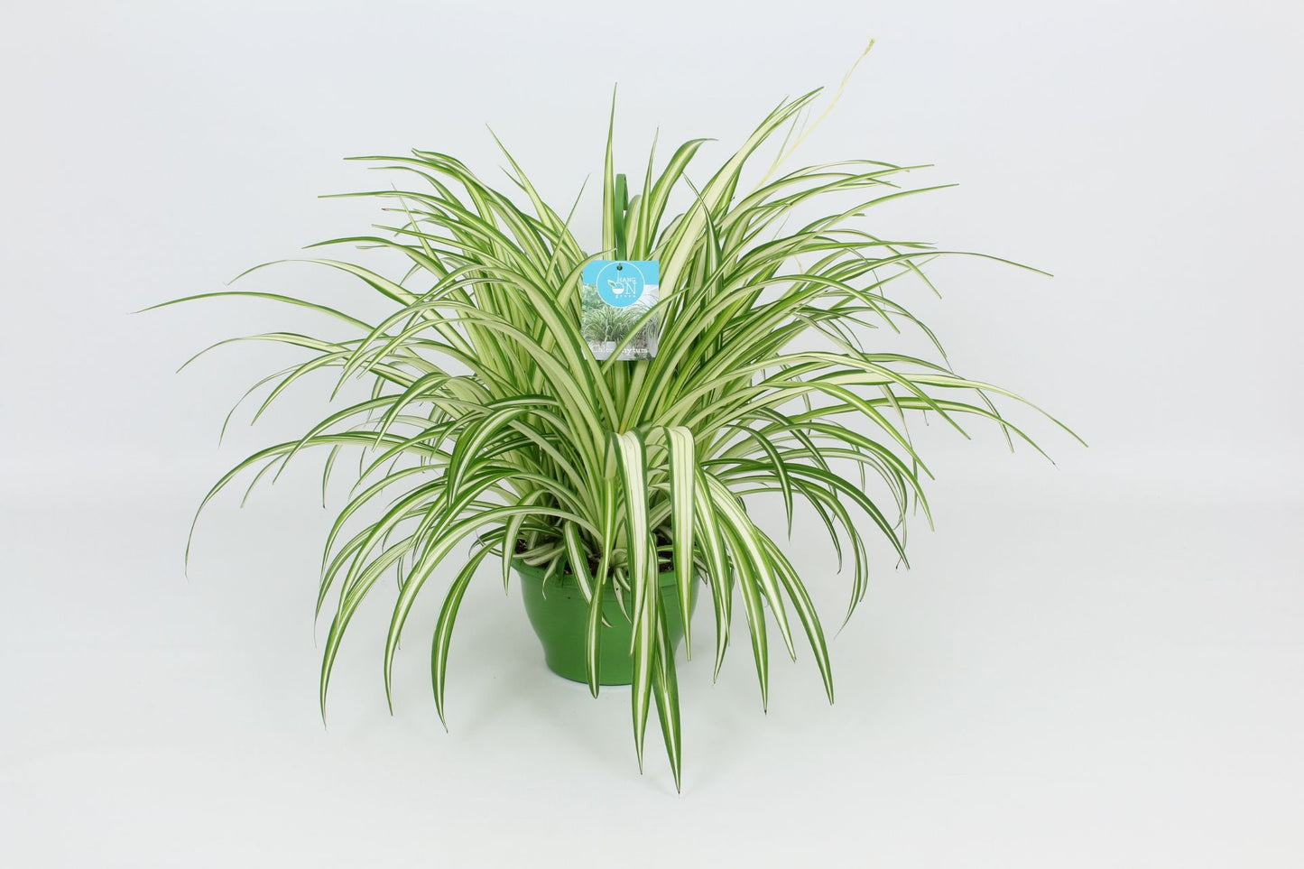 Chlorophytum 21cm Vitatum - Green Plant The Horti House