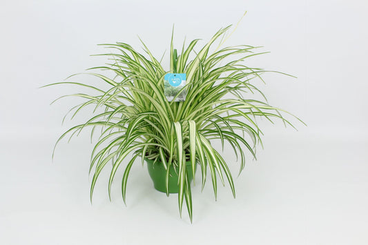 Chlorophytum 21cm Vitatum - Green Plant The Horti House