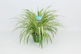 Chlorophytum 21cm Vitatum - Green Plant The Horti House