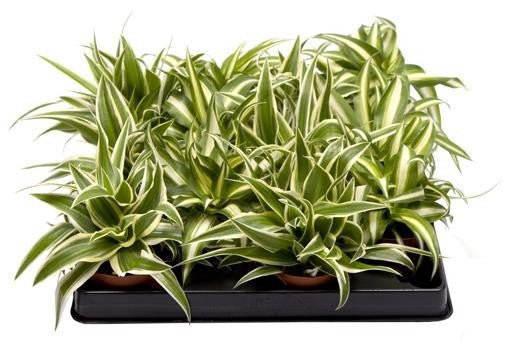 Chlorophytum 6cm - Green Plant The Horti House