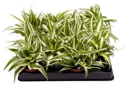 Chlorophytum 6cm - Green Plant The Horti House