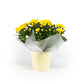 Chrysanthemum 14cm in Zinc - Flowering The Horti House