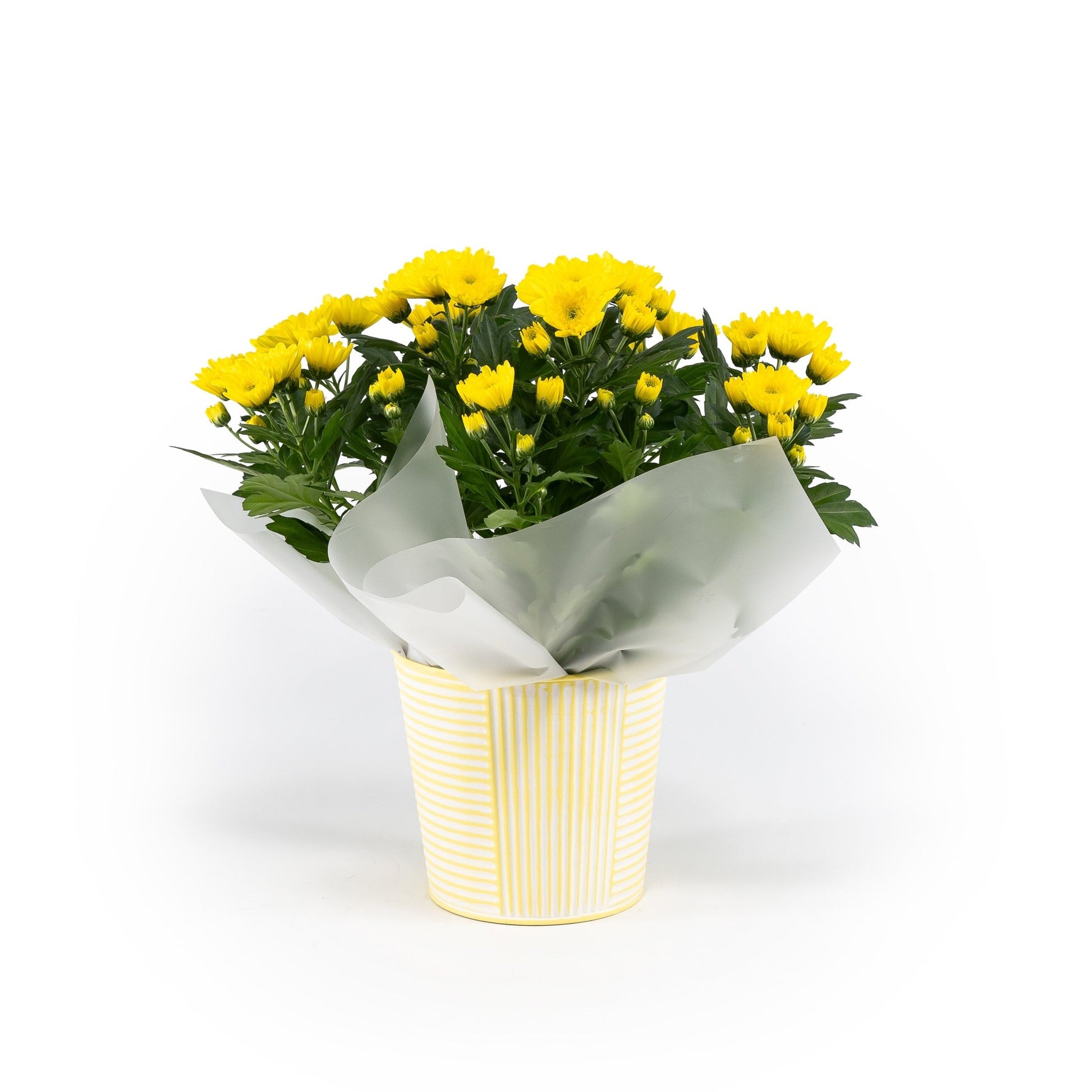 Chrysanthemum 14cm in Zinc - Flowering The Horti House