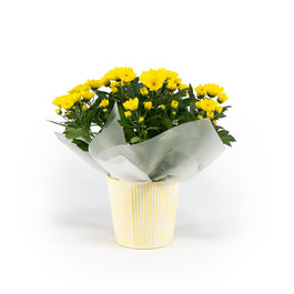 Chrysanthemum 14cm in Zinc - Flowering The Horti House