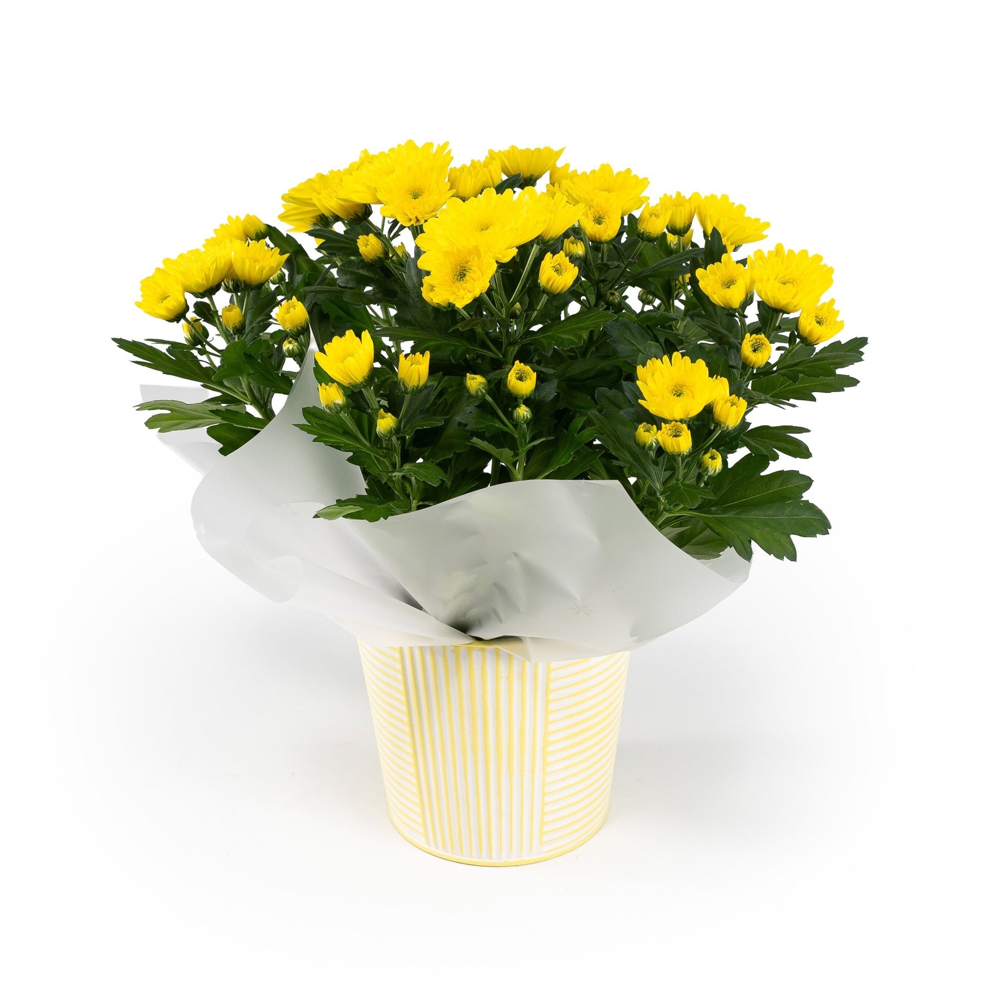 Chrysanthemum 14cm in Zinc - Flowering The Horti House
