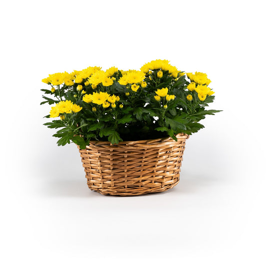 Chrysanthemum Medium Gift Basket - Flowering The Horti House