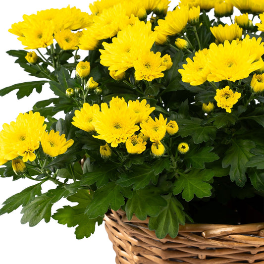 Chrysanthemum Medium Gift Basket - Flowering The Horti House