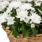 Chrysanthemum Basket 39cm - Flowering The Horti House