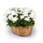 Chrysanthemum Basket 39cm - Flowering The Horti House