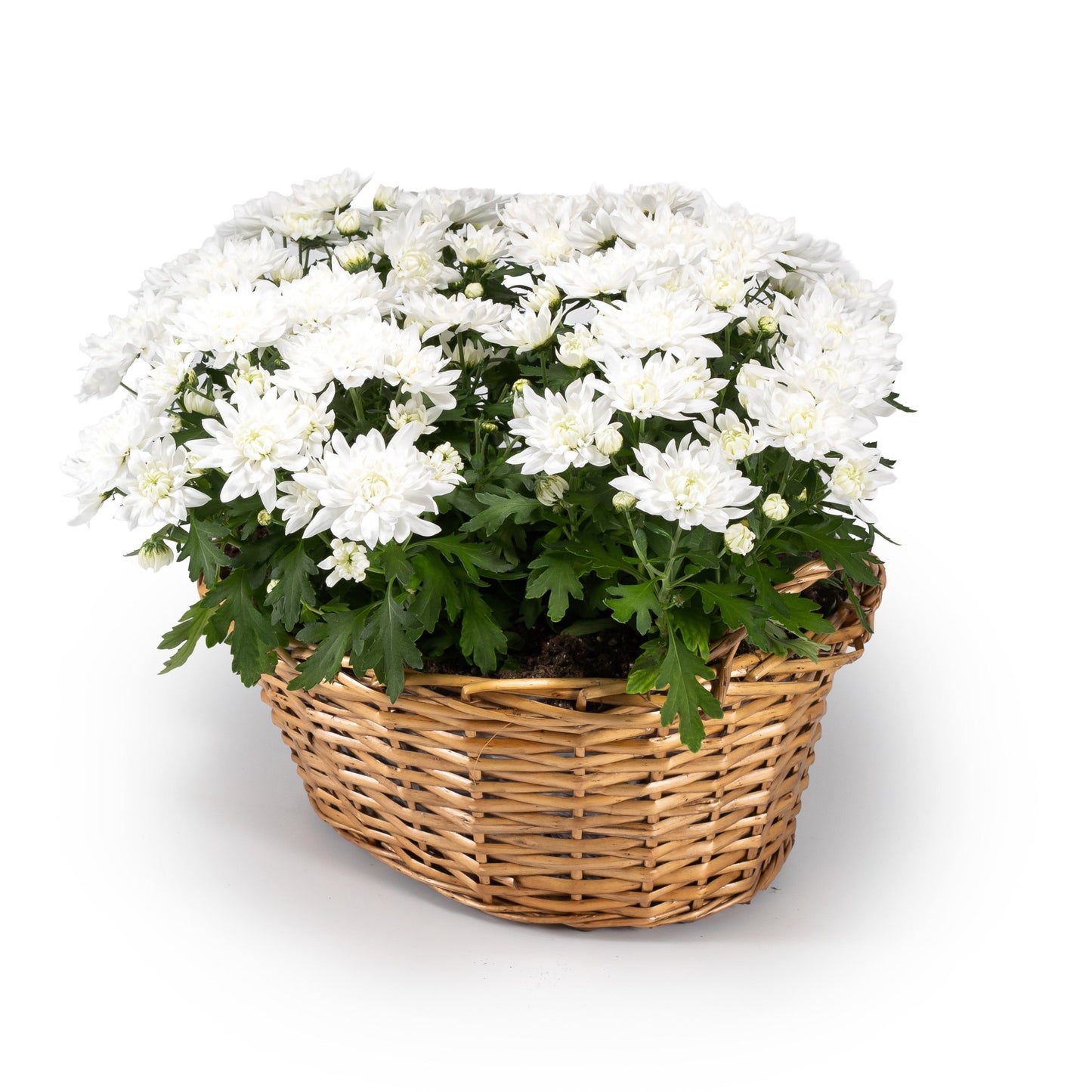 Chrysanthemum Basket 39cm - Flowering The Horti House