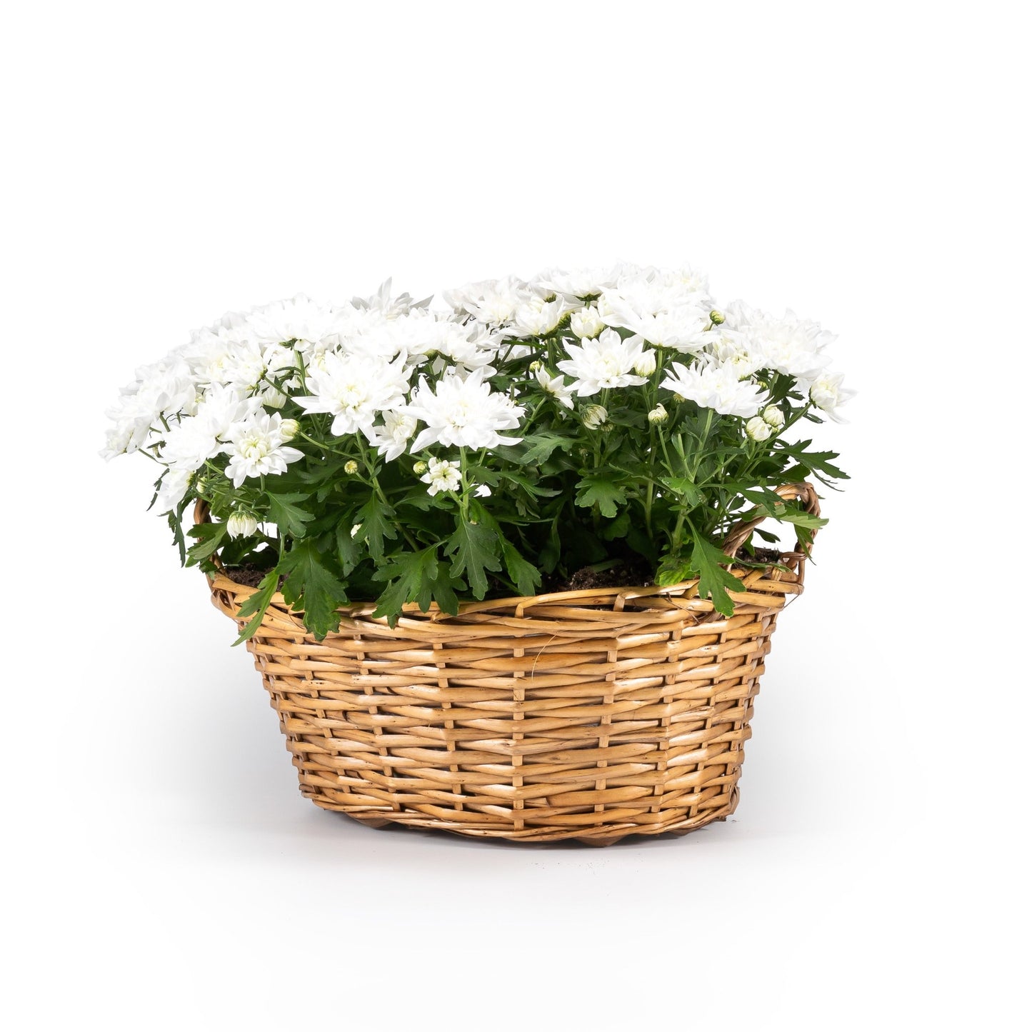 Chrysanthemum Basket 39cm - Flowering The Horti House