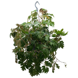 Cissus 19cm Ellendanica - Green Plant The Horti House