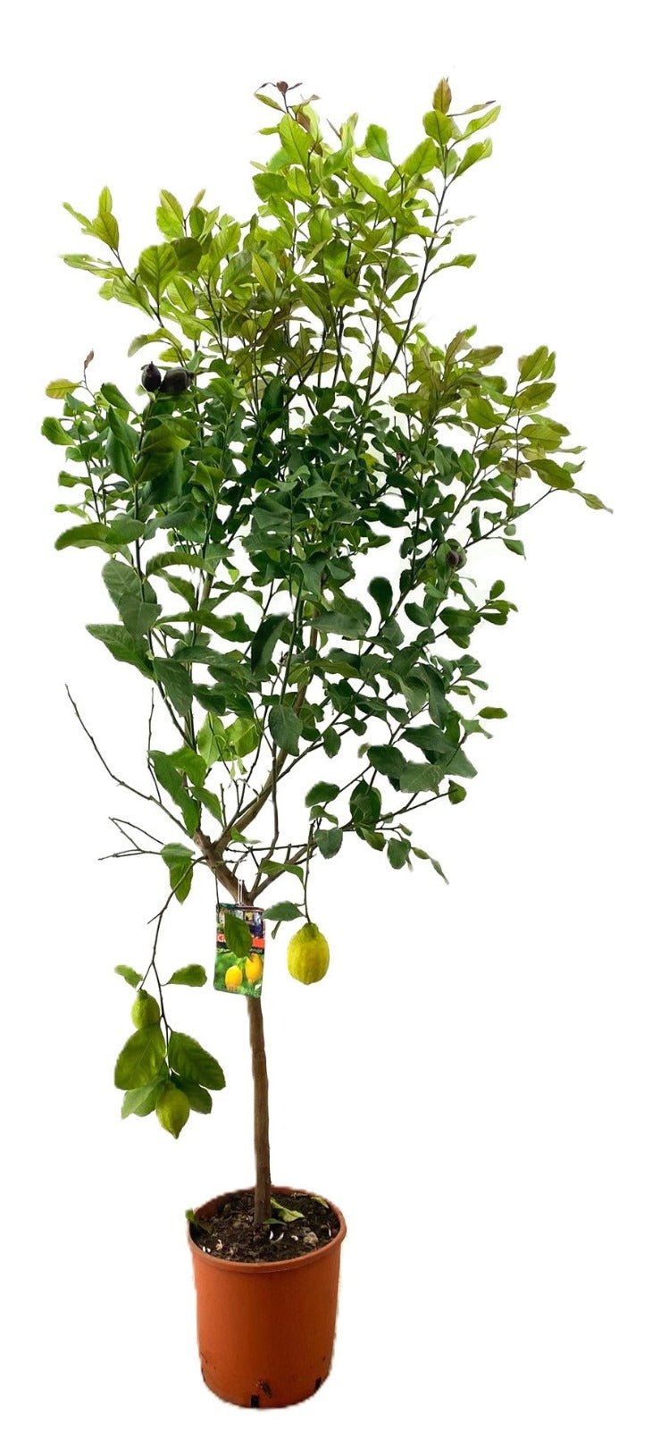 Citrus 28cm Lemon - Citrus The Horti House