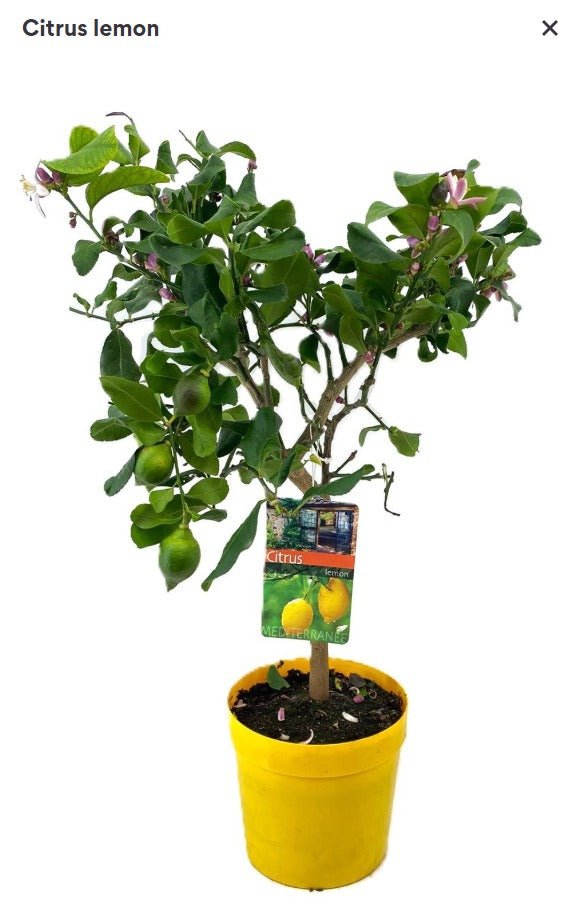 Citrus