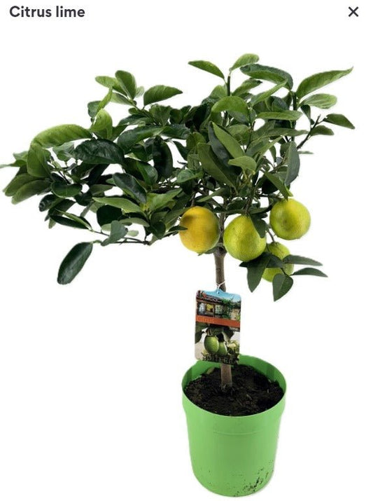 Citrus 21cm Lime - Citrus The Horti House