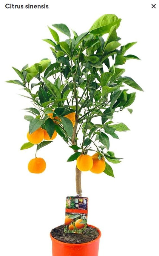 Citrus 21cm Sinensis - Citrus The Horti House