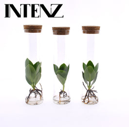 Clusia 5cm Rosea Princess Glass - Green Plant The Horti House