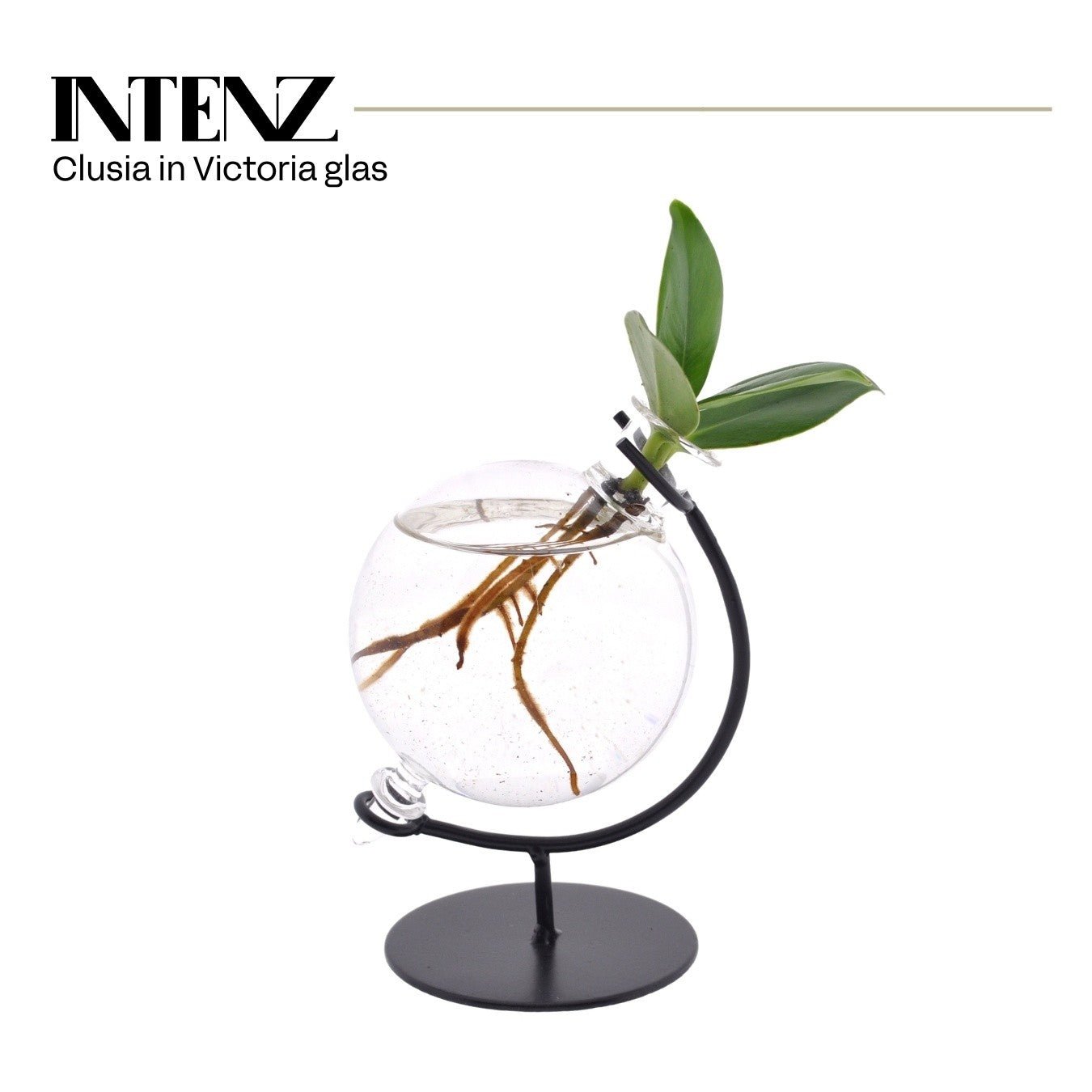 Clusia 5cm Victoria Glass - Added Value The Horti House