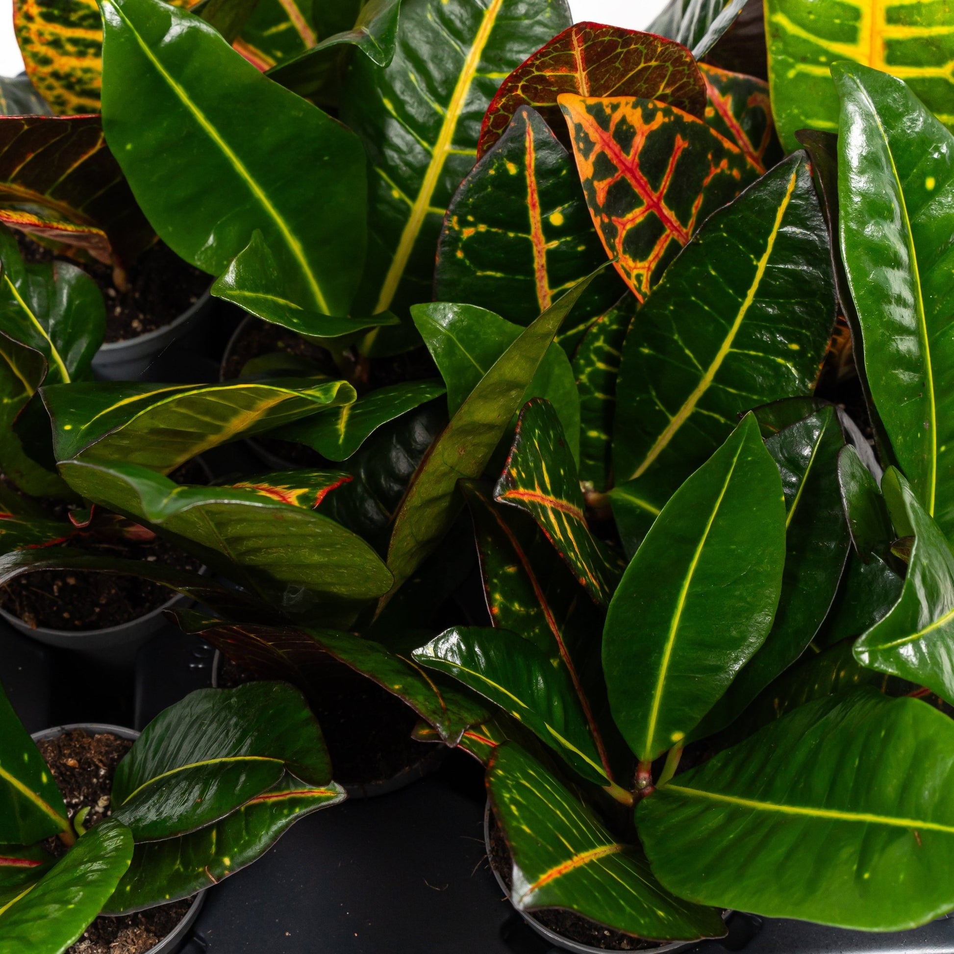 Codiaeum 6cm - Green Plant The Horti House
