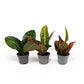 Codiaeum 6cm - Green Plant The Horti House