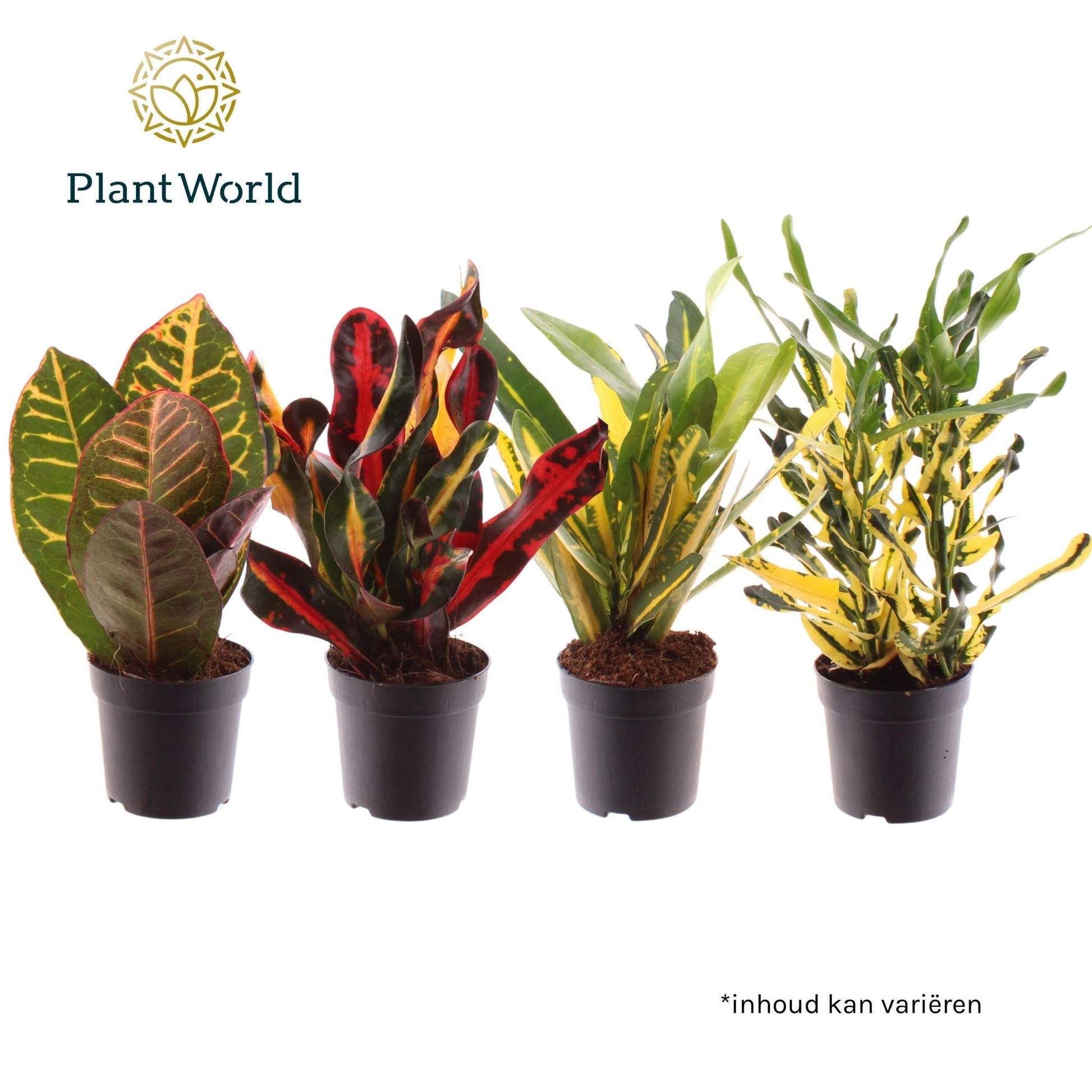 Codiaeum 7cm Mix - Foliage The Horti House