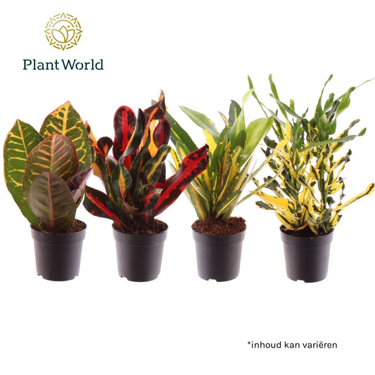 Codiaeum 7cm Mix - Foliage The Horti House