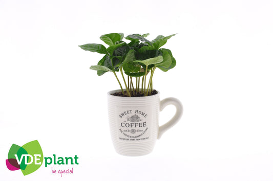 Coffea 9cm in cup