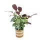 Calathea 17cm Mix in Basket - Green Plant The Horti House