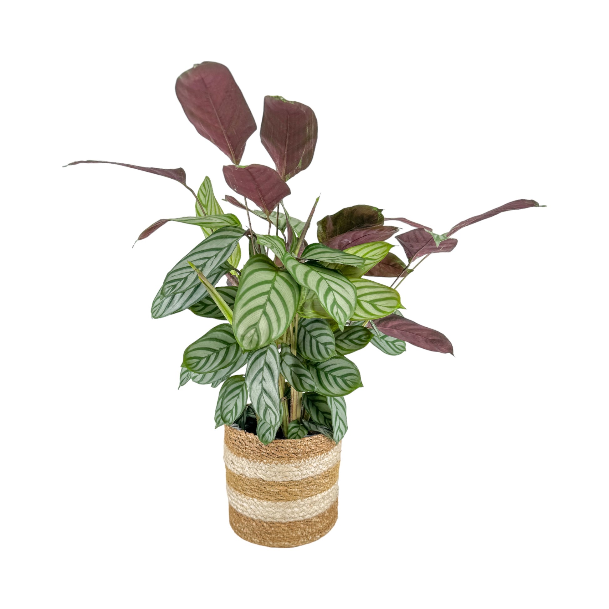 Calathea 17cm Mix in Basket - Green Plant The Horti House