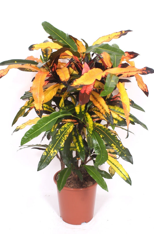 Codiaeum 27cm Mango (Croton) - Foliage The Horti House