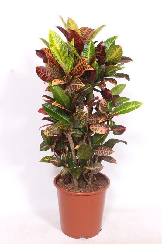 Codiaeum 24cm Petra (Croton) - Foliage The Horti House