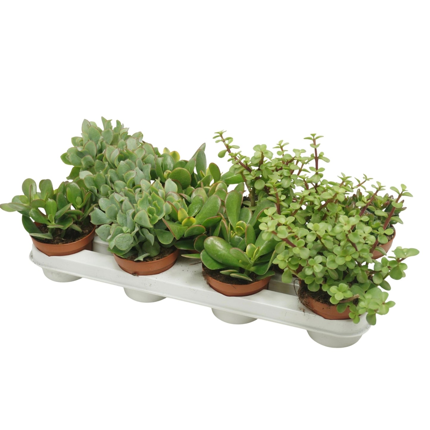 Crassula 10.5cm Mix - Green Plant The Horti House