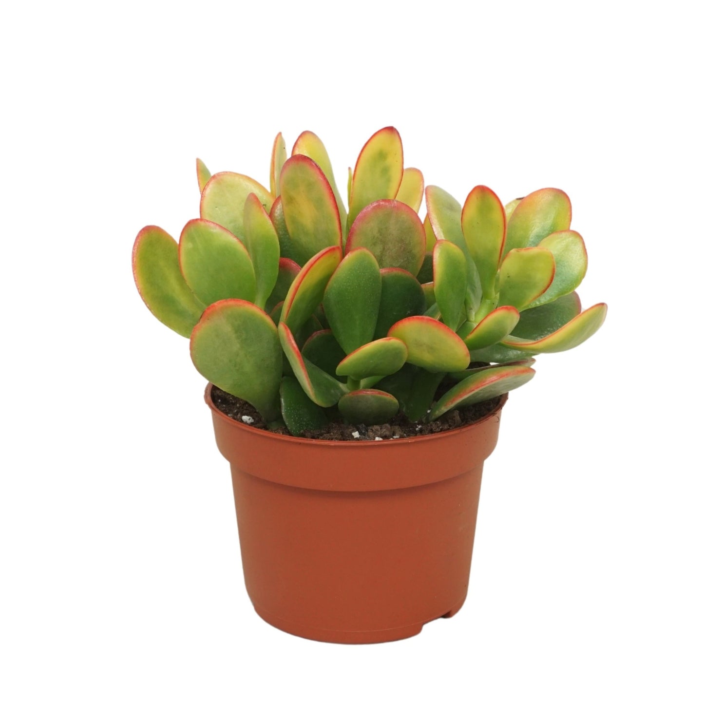 Crassula 10.5cm Sunset - Green Plant The Horti House