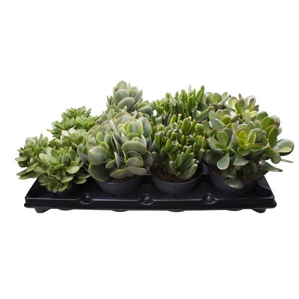 Crassula 12cm Mix - Green Plant The Horti House